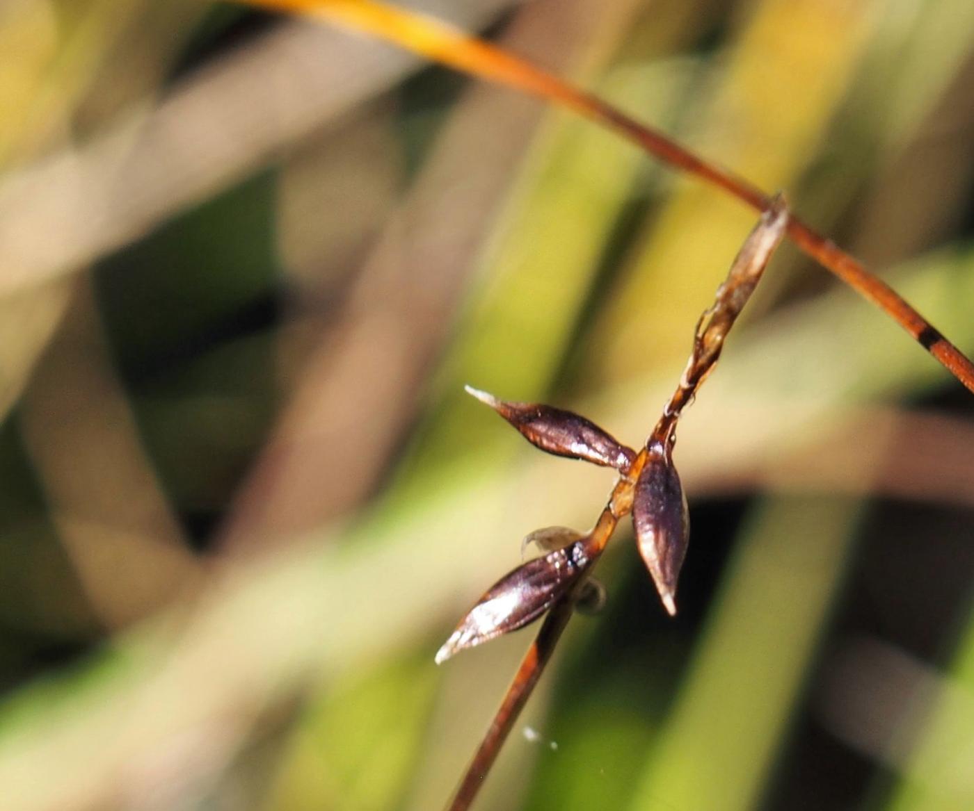 Sedge, Flea flower